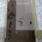Пойманные тараканы