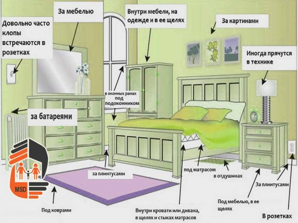 Где в квартире прячутся клопы