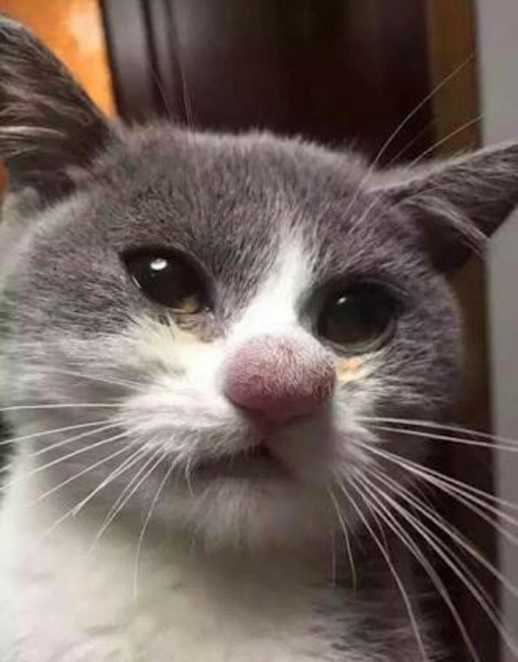 Кот, ужаленный в нос