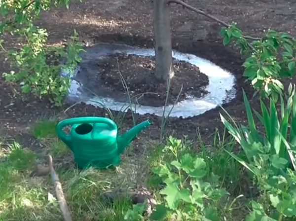 Полив черешни