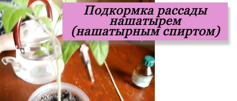 Нашатырный спирт для подкормки рассады: дешёвая «скорая помощь» или рискованный эксперимент